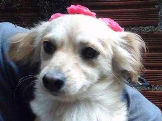 Cachorro ra a srd idade 1 ano nome Mãezinha