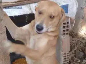 Cachorro raça Labrador idade 4 anos nome William Shakespeare