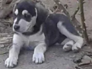 Cachorro raça mestiço idade 2 a 6 meses nome ainda não tem