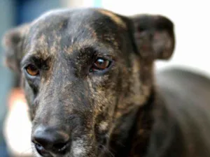 Cachorro raça SRD idade 4 anos nome Cotó