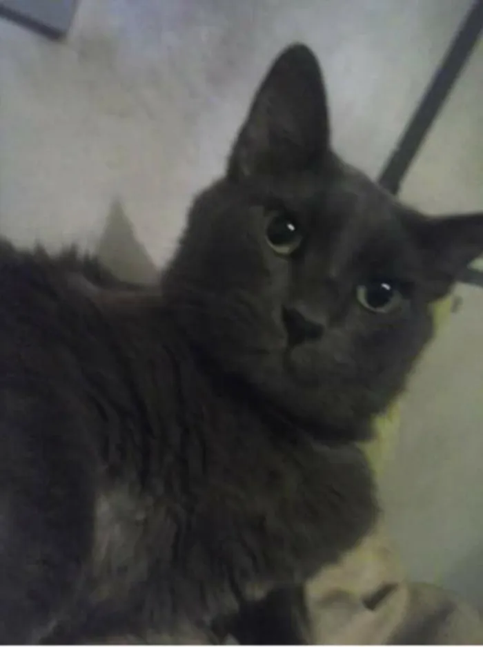 Gato ra a nebelong idade 2 anos nome júnior