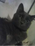 júnior