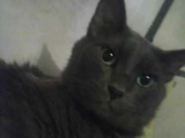 Gato ra a nebelong idade 2 anos nome júnior