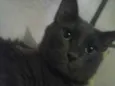 júnior