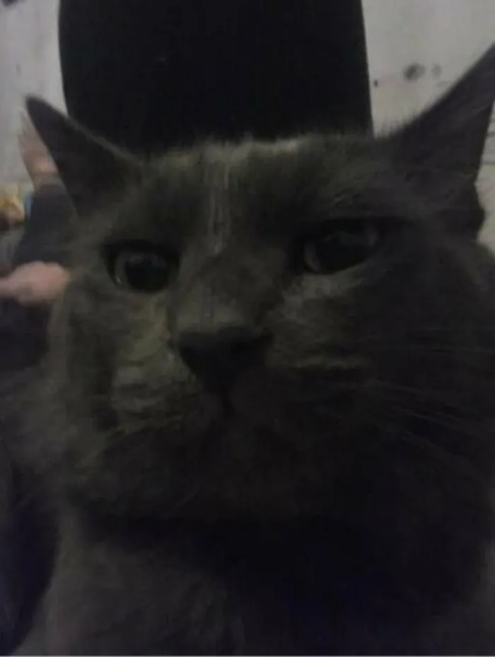 Gato ra a nebelong idade 2 anos nome júnior