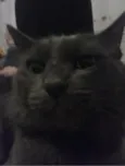 júnior
