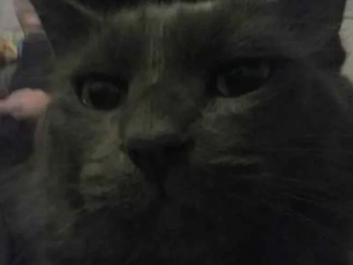 Gato ra a nebelong idade 2 anos nome júnior
