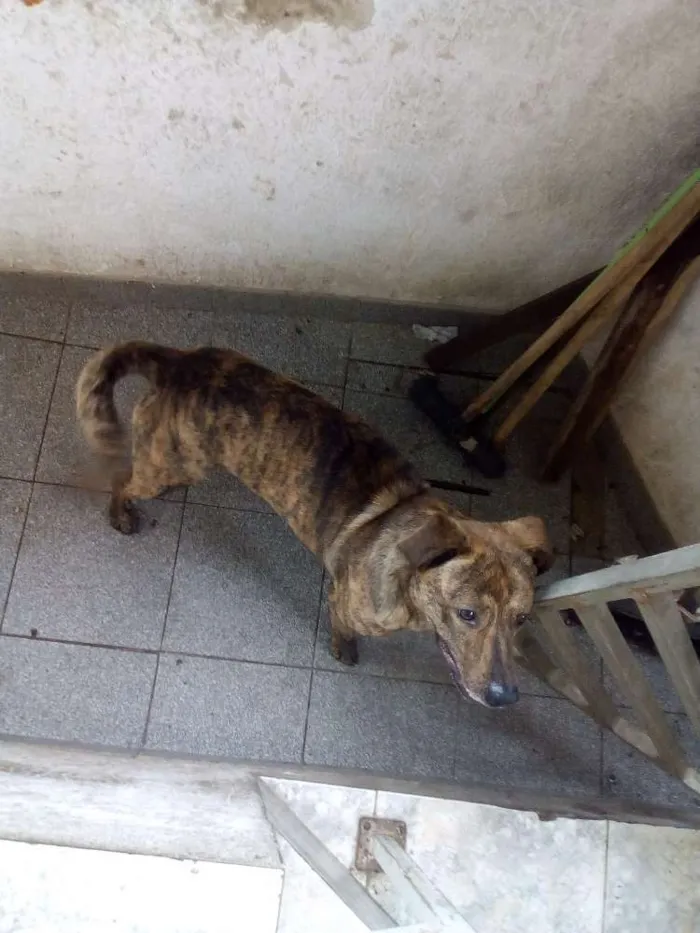 Cachorro ra a Vira-lata idade 1 ano nome Toddy e Tor