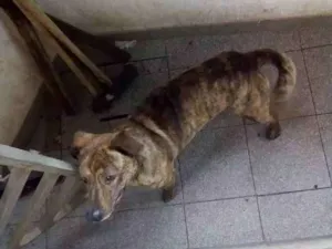 Cachorro raça Vira-lata idade 1 ano nome Toddy e Tor