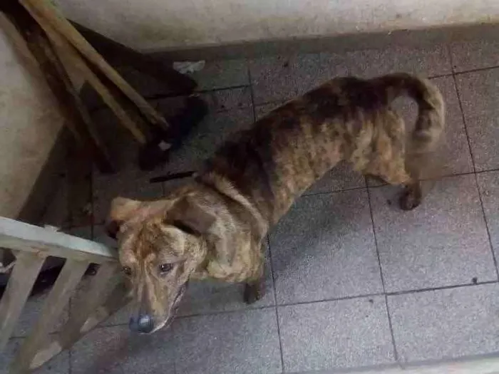 Cachorro ra a Vira-lata idade 1 ano nome Toddy e Tor