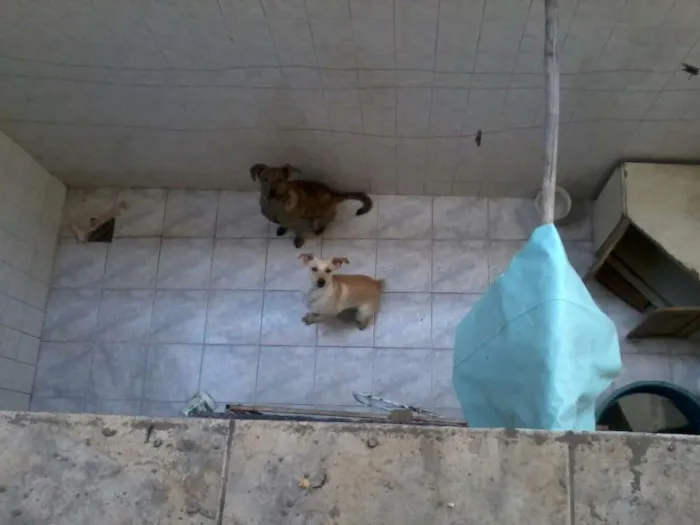 Cachorro ra a Vira-lata idade 1 ano nome Toddy e Tor