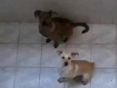Cachorro ra a Vira-lata idade 1 ano nome Toddy e Tor