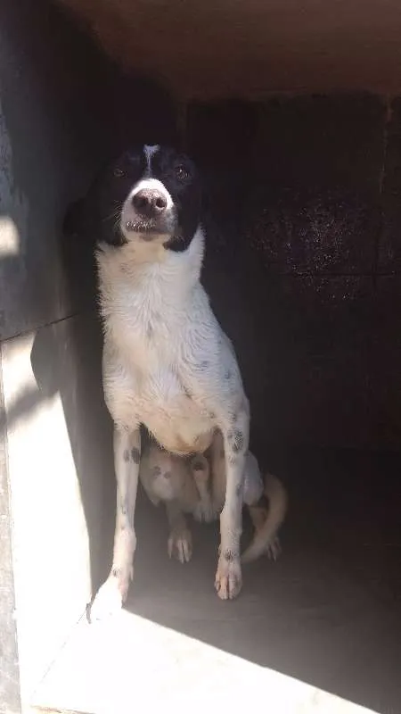 Cachorro ra a SRD idade 2 anos nome Mel e Bobby