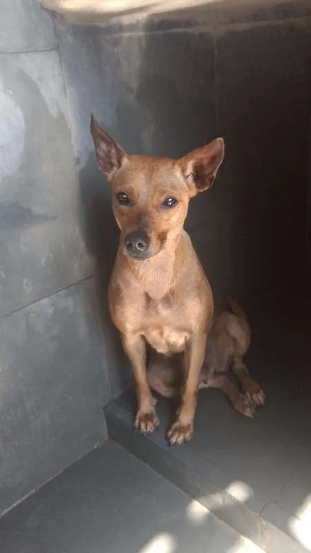 Cachorro ra a SRD idade 2 anos nome Mel e Bobby