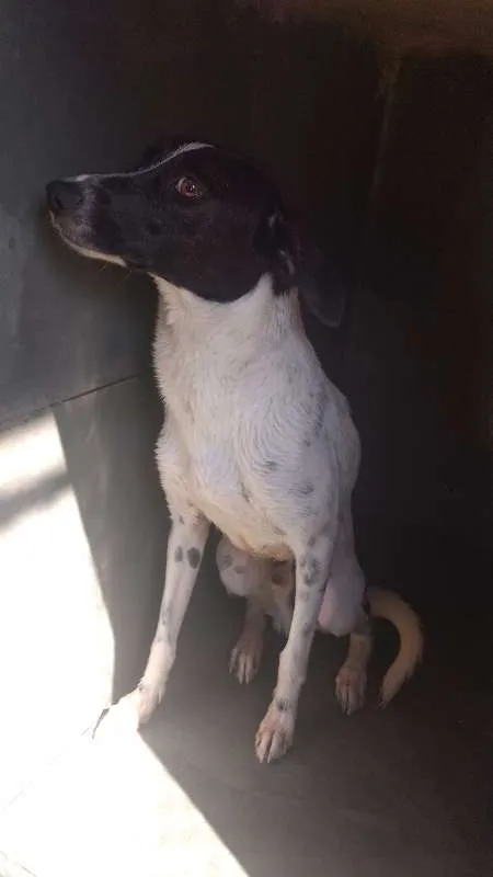 Cachorro ra a SRD idade 2 anos nome Mel e Bobby