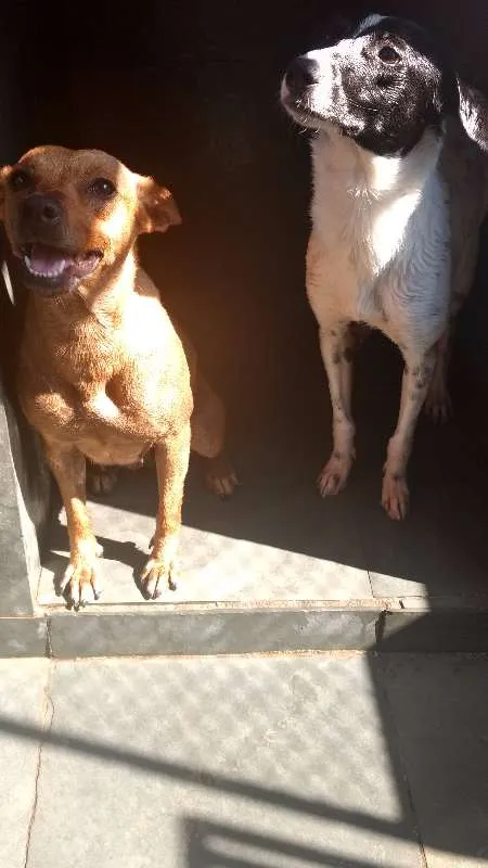 Cachorro ra a SRD idade 2 anos nome Mel e Bobby