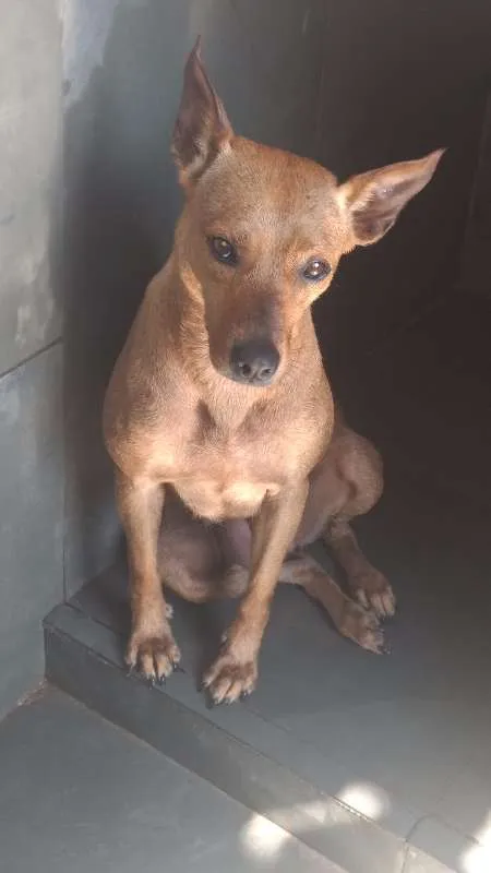 Cachorro ra a SRD idade 2 anos nome Mel e Bobby