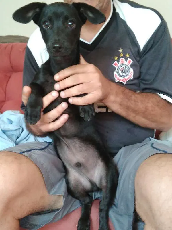 Cachorro ra a SRD idade Abaixo de 2 meses nome Sem nome