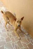 Paçoca