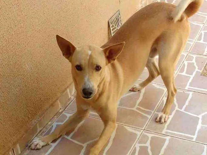 Cachorro ra a Virá lata idade 2 anos nome Paçoca