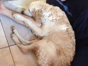 Cachorro raça Srd idade 1 ano nome Maya e nayla