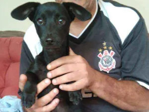 Cachorro raça SRD idade Abaixo de 2 meses nome Sem nome