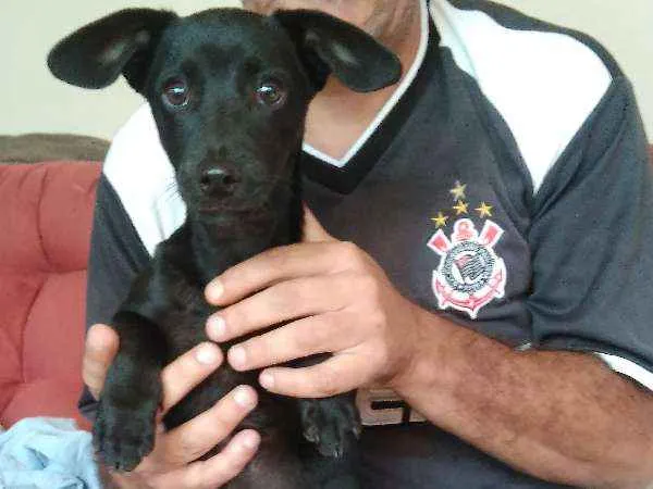 Cachorro ra a SRD idade Abaixo de 2 meses nome Sem nome