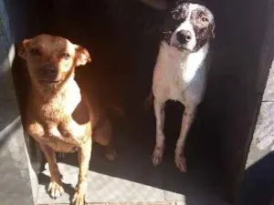 Cachorro raça SRD idade 2 anos nome Mel e Bobby
