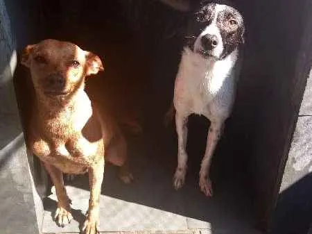 Cachorro ra a SRD idade 2 anos nome Mel e Bobby
