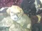 Cachorro raça Vira lata idade 2 a 6 meses nome Pitoquinho