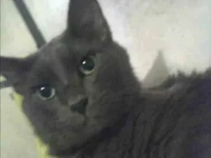 Gato raça nebelong idade 2 anos nome júnior