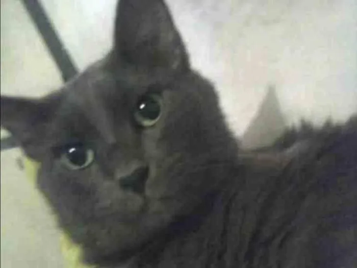 Gato ra a nebelong idade 2 anos nome júnior