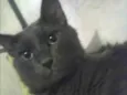 júnior