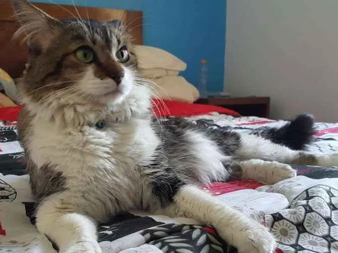 Gato ra a Desconhecida idade 3 anos nome Lian