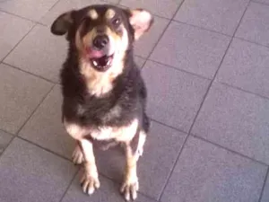 Cachorro raça Indefinida idade 2 anos nome Luy