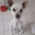 Joaquim