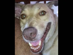 Cachorro raça Vira lata idade 6 ou mais anos nome Moa