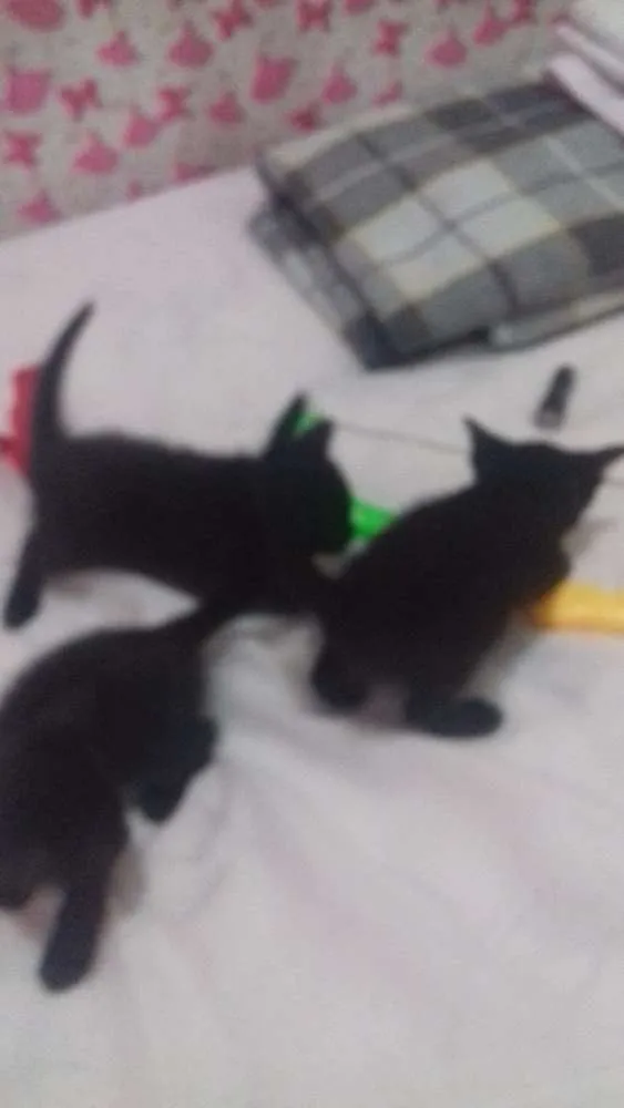 Gato ra a  idade Abaixo de 2 meses nome Filhotes