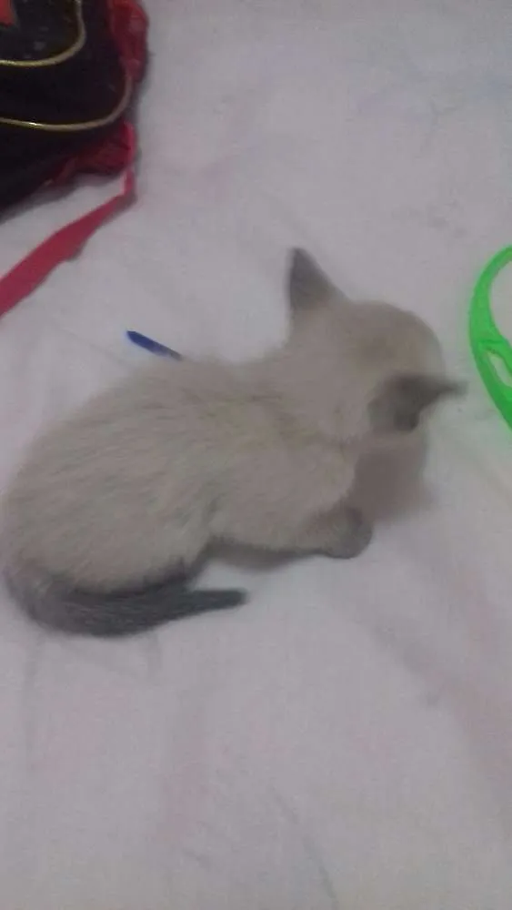Gato ra a Siamês idade Abaixo de 2 meses nome Filhote
