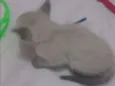 Filhote