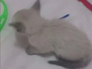 Gato raça Siamês idade Abaixo de 2 meses nome Filhote