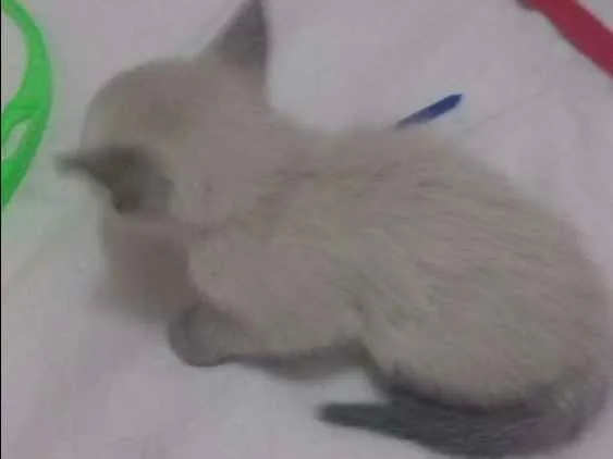 Gato ra a Siamês idade Abaixo de 2 meses nome Filhote