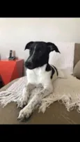 Dina