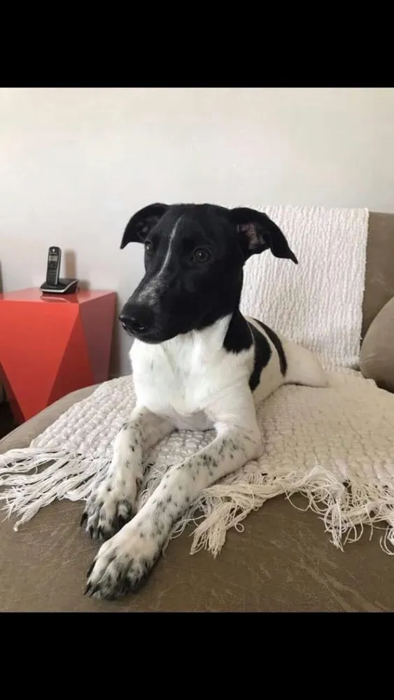 Cachorro ra a Srd idade 2 a 6 meses nome Dina