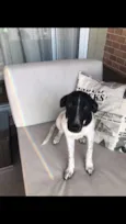 Dina