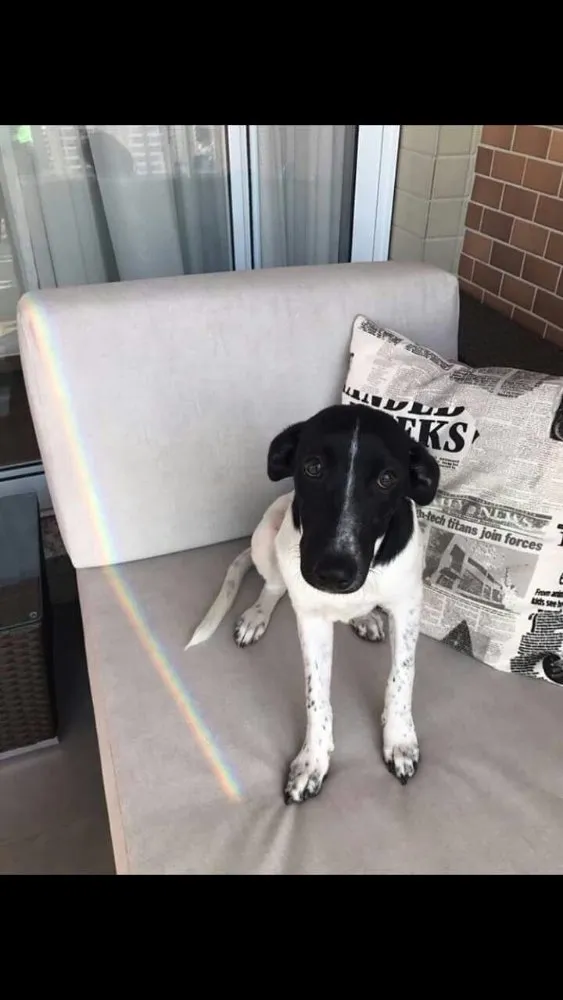 Cachorro ra a Srd idade 2 a 6 meses nome Dina