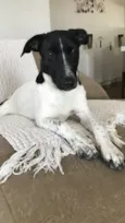 Dina