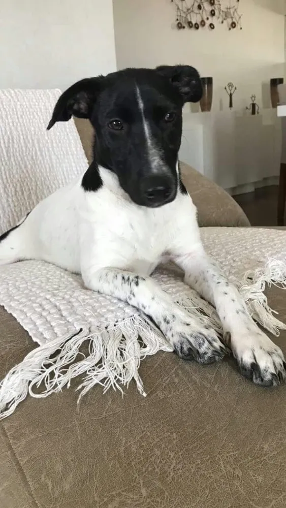 Cachorro ra a Srd idade 2 a 6 meses nome Dina