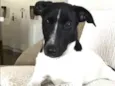 Dina