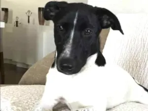 Cachorro raça Srd idade 2 a 6 meses nome Dina